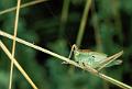 tettigonia cantans